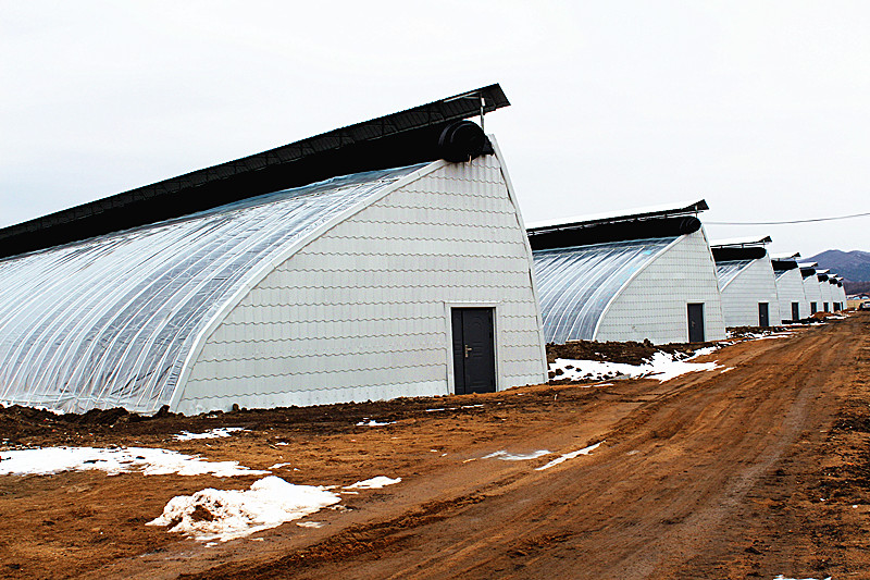 适合黑龙江种植的果树有哪些,适合黑龙江省宝清种植的果树