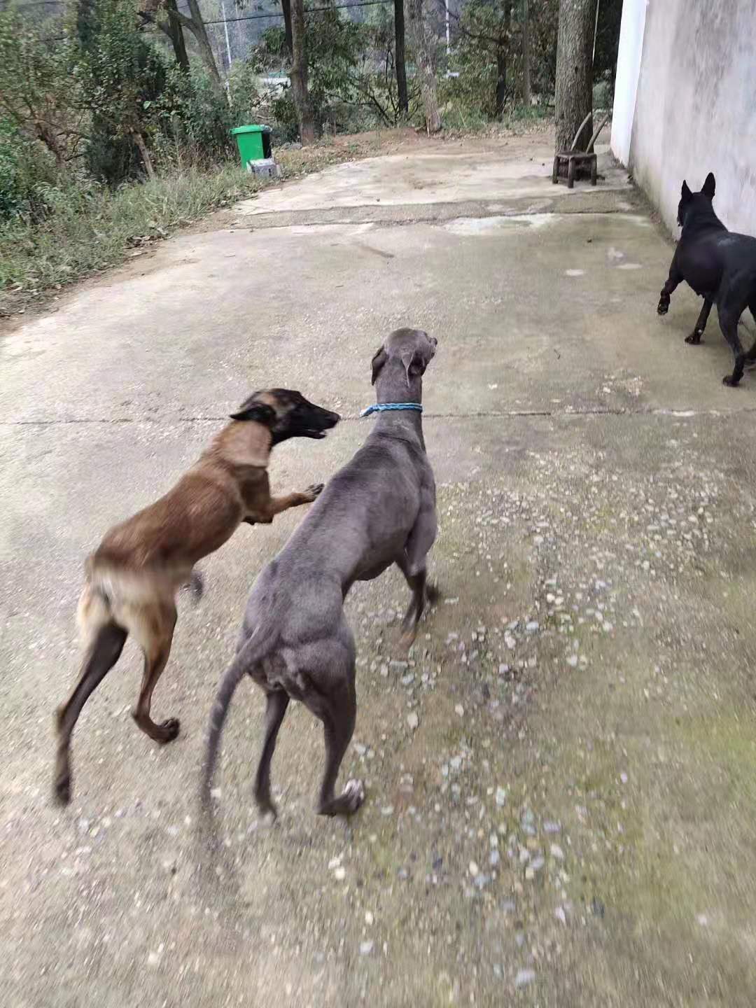 灵缇细狗雪地撵兔视频,意大利小灵缇犬撵兔视频