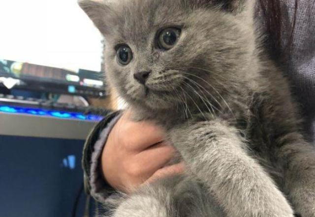 养英短的好处,养英短的好处和坏处