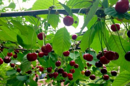 国内樱桃和进口车厘子的区别,山东大樱桃和车厘子有什么区别