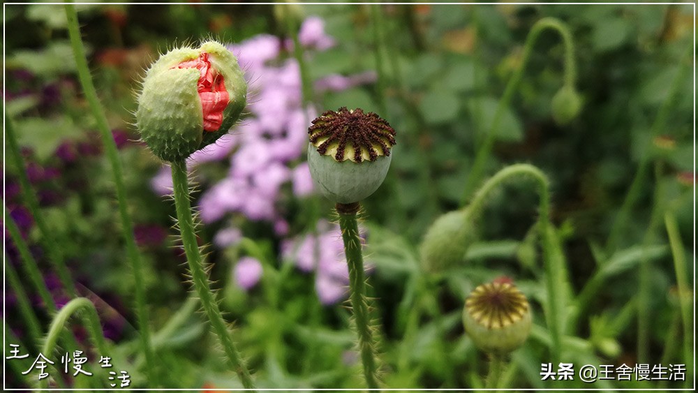 我可以抱抱你吗怎么说,我可以抱你吗的视频
