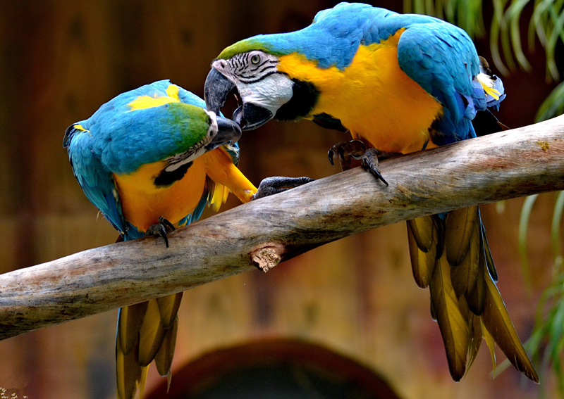 米虫怎么长出来,九个冷知识100条