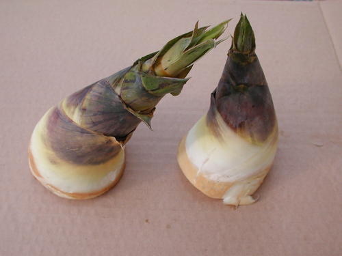 竹笋应该怎么弄呢,怎样的竹笋比较好种