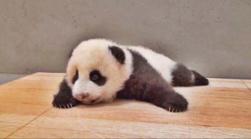 新手爸妈你知道宝宝趴睡的好处吗,宝宝趴睡对宝宝有好处吗