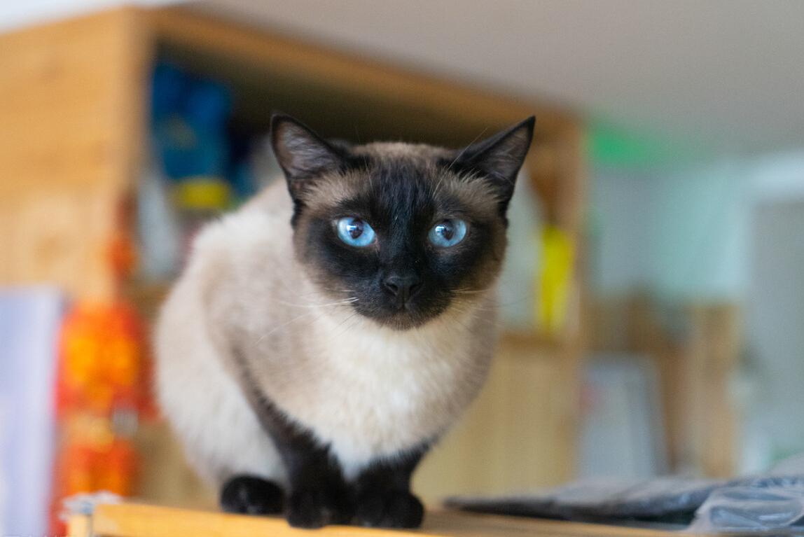 暹罗猫到底好不好看,暹罗猫好不好撸