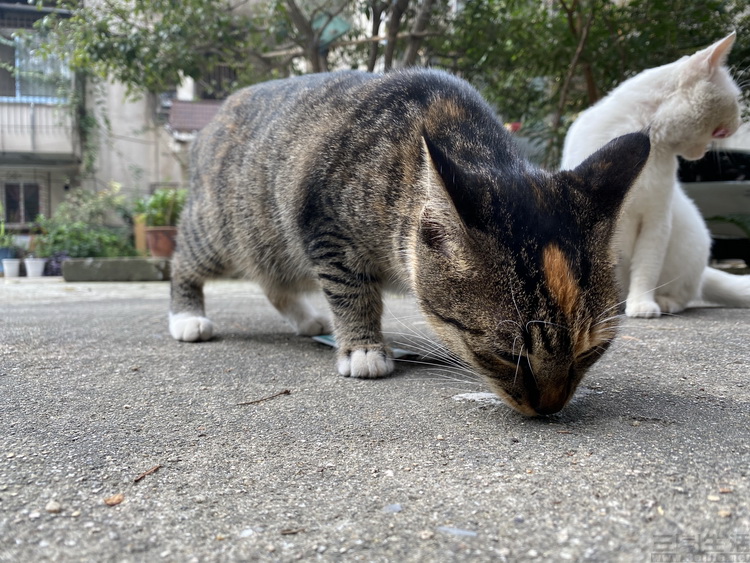 applewatchseries6鍏ㄩ潰璇勬祴,applewatchseries6娴嬭瘎