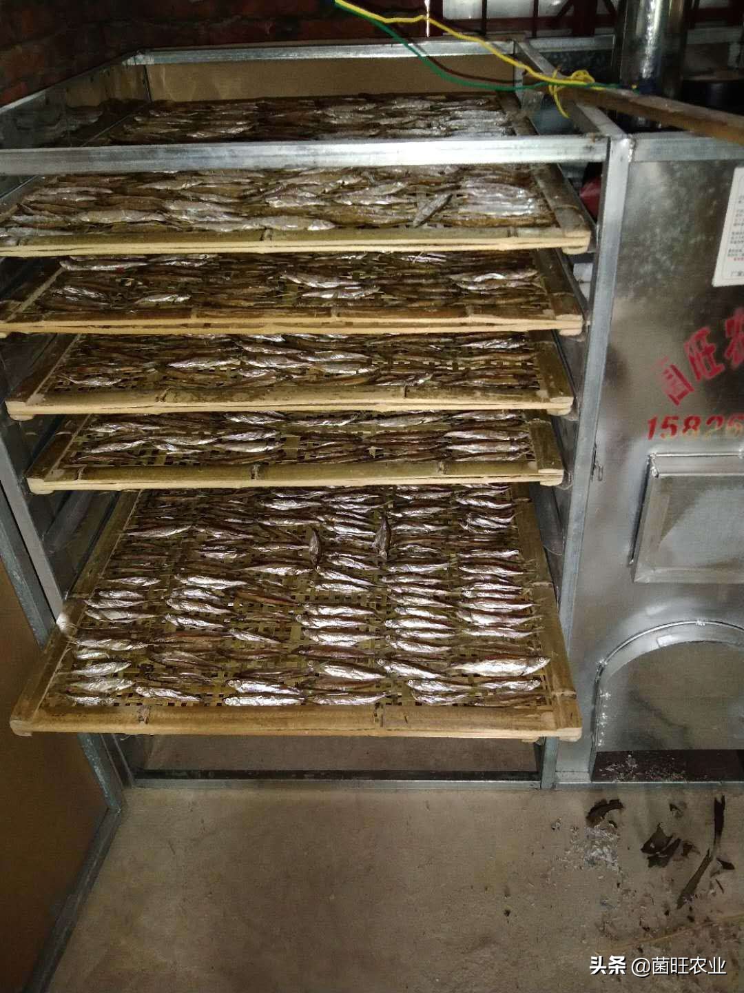 猫吃的烤箱小鱼干烘干的正确方法,淡水小鱼干自然晾干和烘干的区别