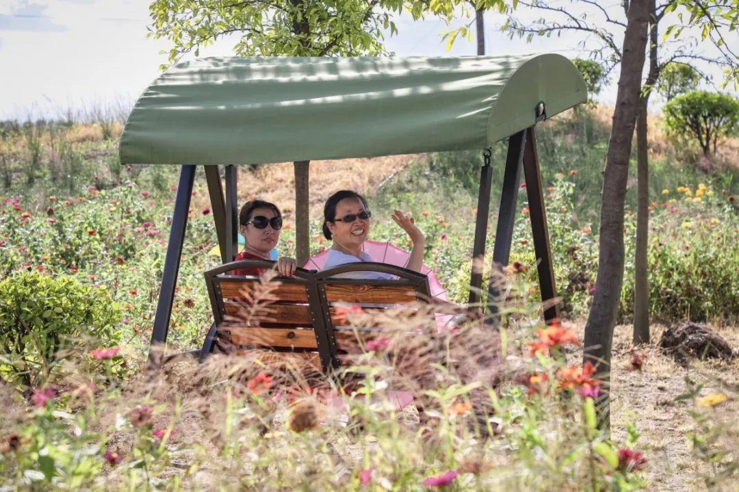常熟网红基地花海,常熟网红粉黛花海