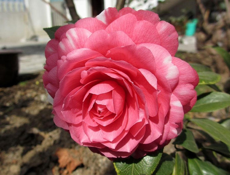 种出有质量的上品好茶花,最香最高雅四季能开花的茶花