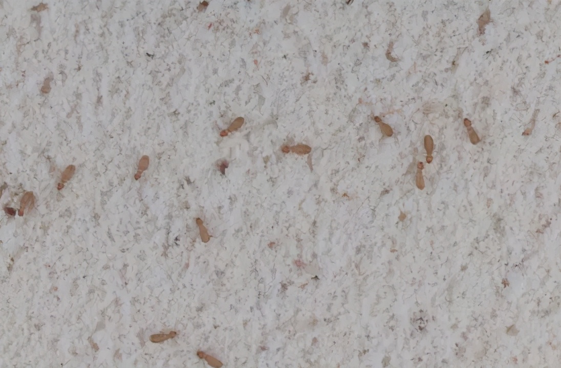 常出现在家里的虫子有哪些,家里出现很多微小的虫子怎么办