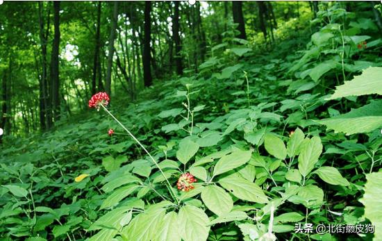 谁说农业不赚钱？这3个种植项目成本少收入还高