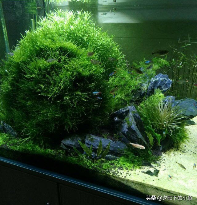 开缸黄水怎么办,新开缸黄水现象多久可以恢复