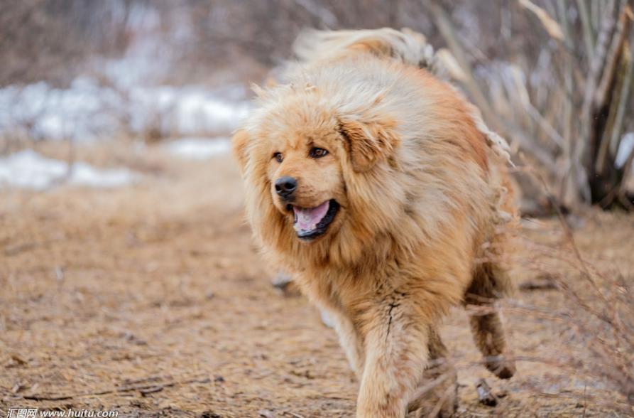 藏獒主人遇到危险测试,当主人遇见坏人马犬怎么办