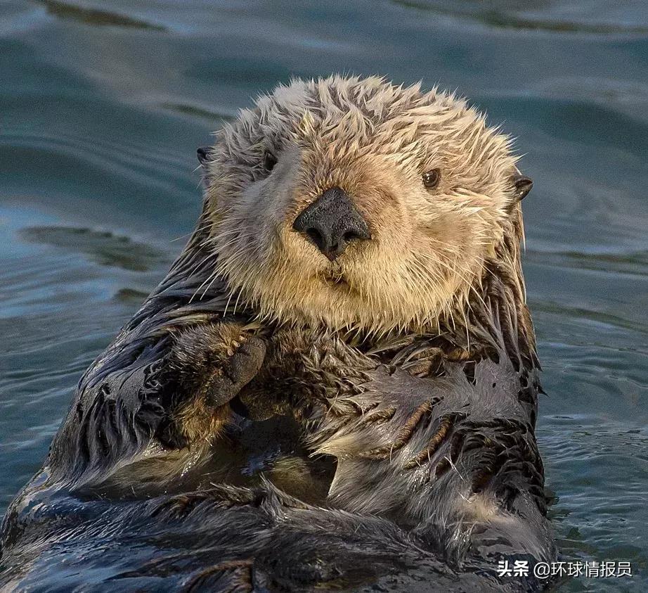 阿拉斯加：世界上最大的飞地，阿拉斯加是如何成为美国领土的？