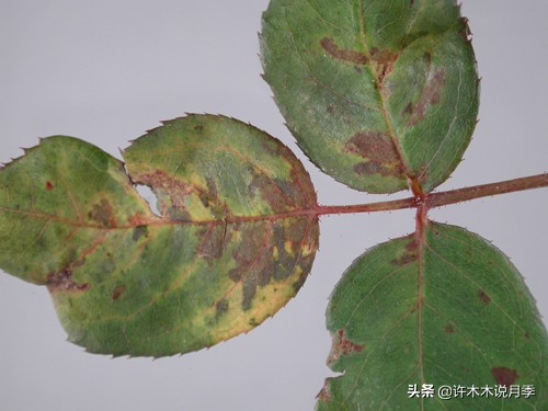 多菌灵可以治疗月季灰霉病吗,月季灰霉病黑斑病黄叶打什么药