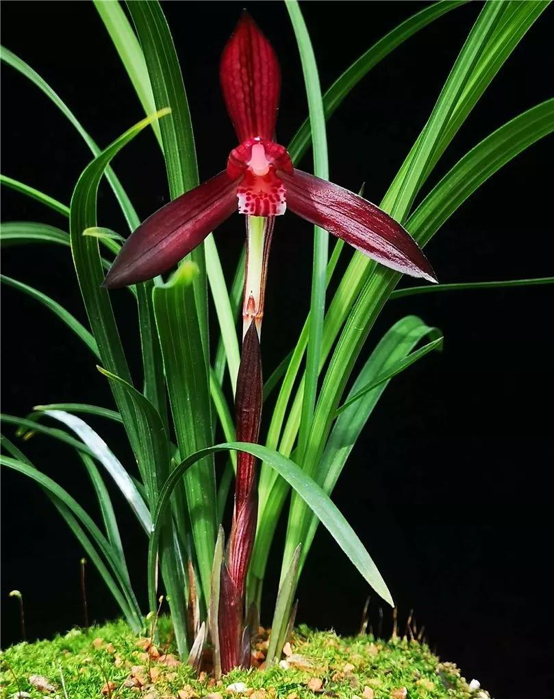 贵州早年下山的一颗血红花春兰,曾千金难买一苗