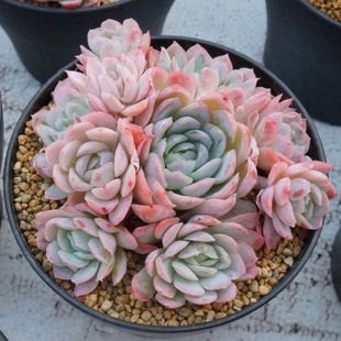 夏天养多肉可不可以晒一天休一天,冰梅多肉不繁殖会死吗