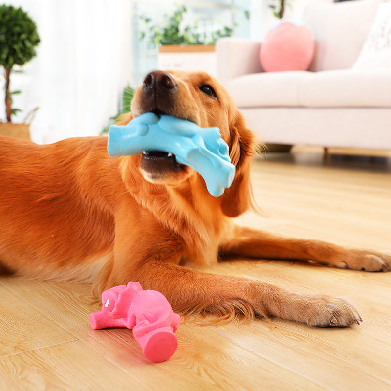 养狗必备的十大装备,新手养狗必买物件