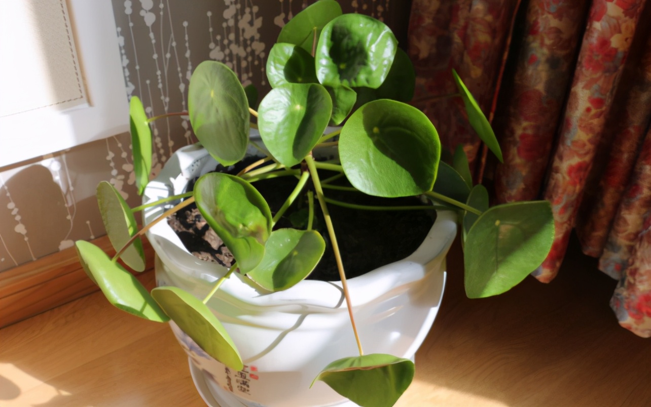 养花小技巧肥料配方表大全,巧施花肥你也能成为养花高手