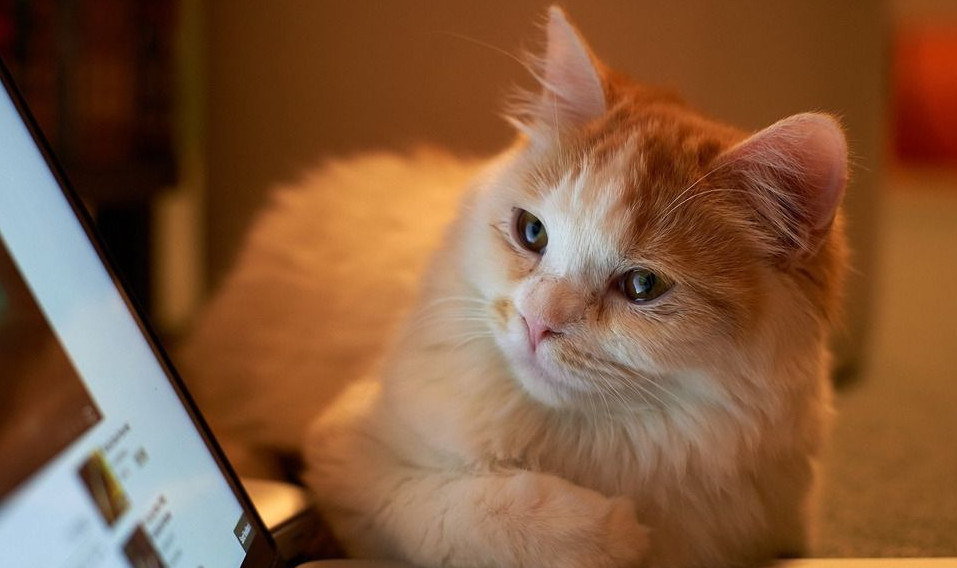 新手养猫必需品,新手养猫建议养公还是母