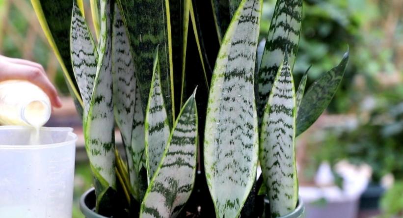 虎皮兰老是发侧芽怎么办,虎皮兰发的侧芽怎么办