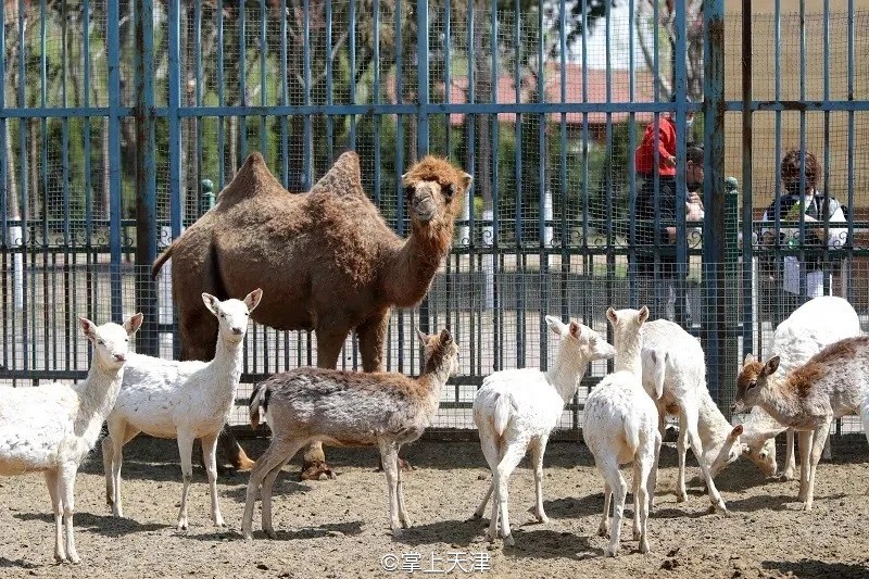 滨海生态城动物园,塘沽5块钱动物园