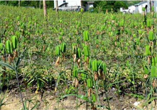 川贝母与土贝母的区别图片,川贝母和土贝母有什么区别