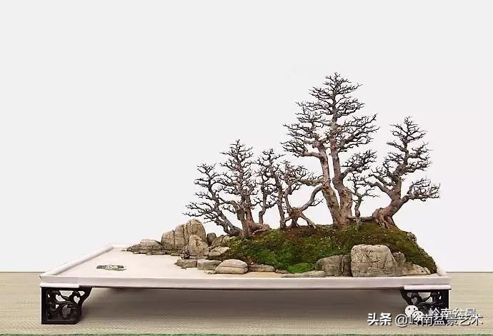 精品雀梅盆景名称,值得收藏的盆景作品欣赏