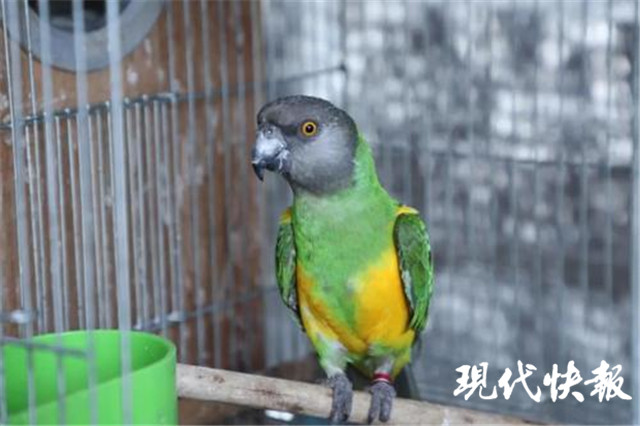 倒卖百灵鸟40只怎么处罚,贩卖百灵鸟12只怎么判