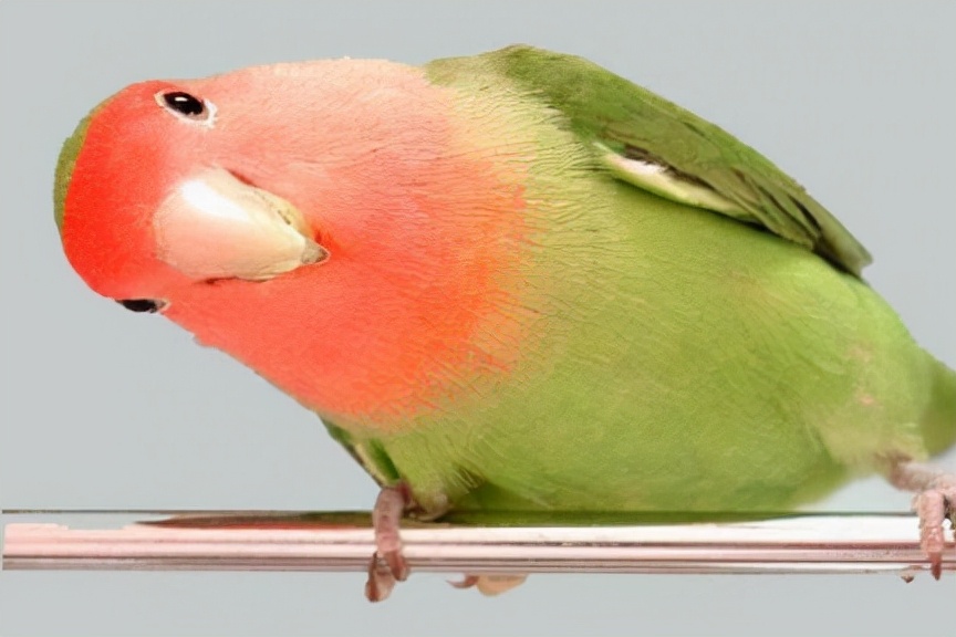 刚到家的鹦鹉雏鸟需要马上喂食么,小太阳鹦鹉雏鸟各阶段怎么喂食