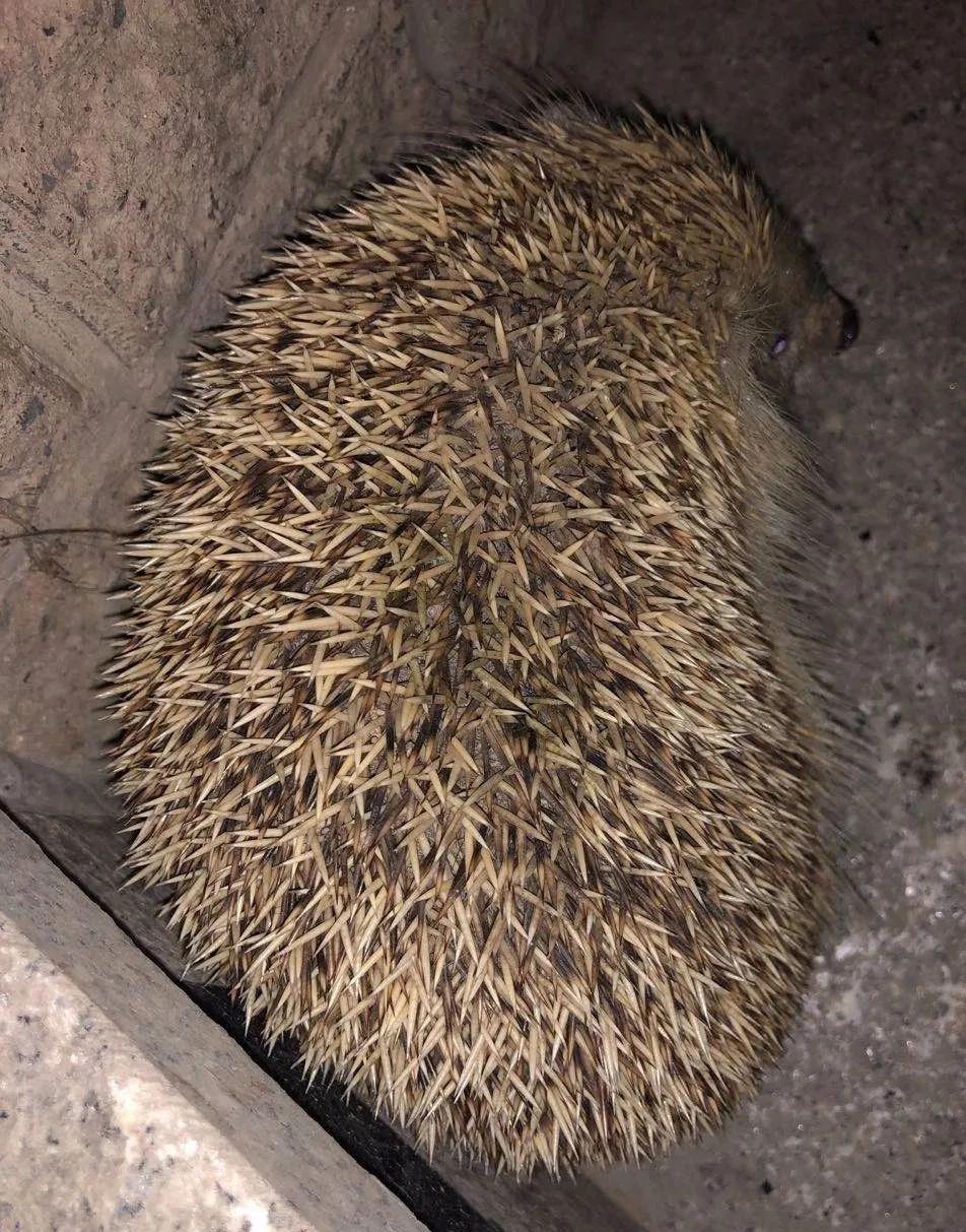 野生小刺猬有几种,野生小刺猬在哪里