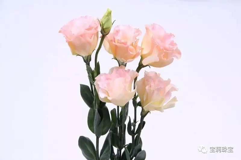 淡紫色洋桔梗怎么养,绿植洋桔梗的养护