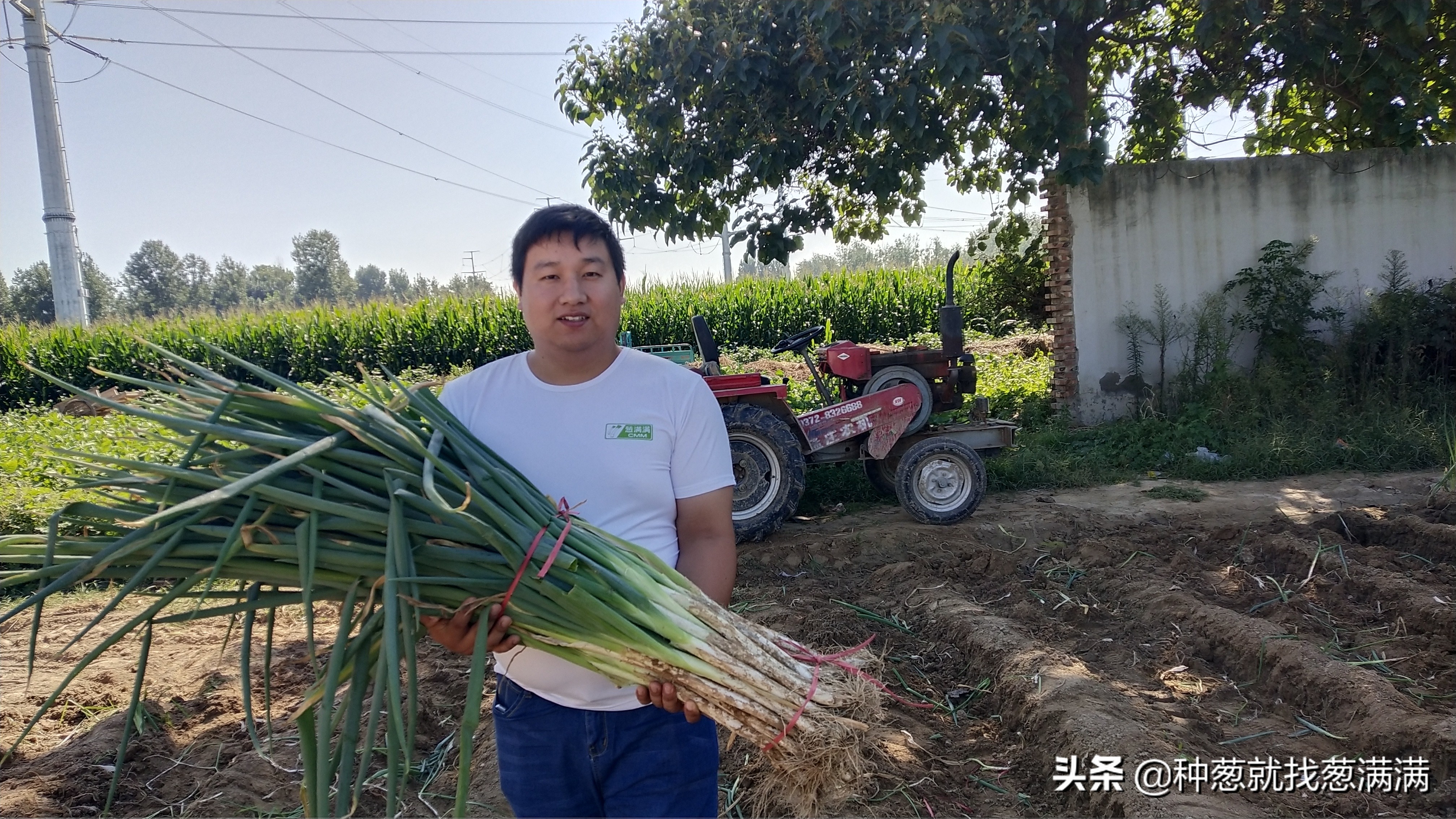 大葱重茬病都有哪些,种植大葱重茬土地如何处理