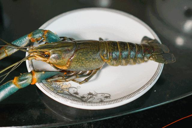 广西淡水虾养殖基地在哪里,虾是海水养殖还是淡水养殖