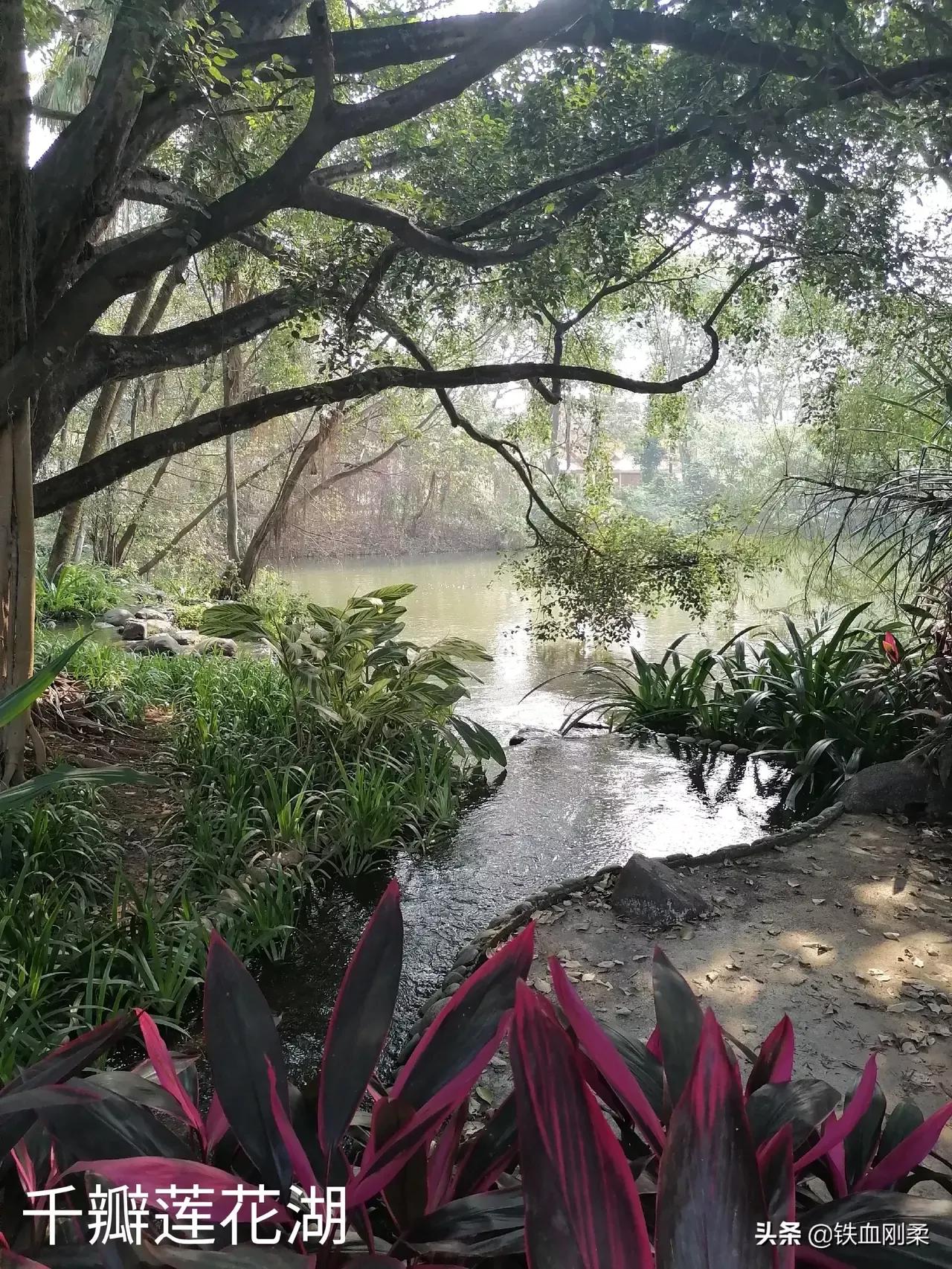 西双版纳景洪景区介绍,西双版纳景洪旅游胜地