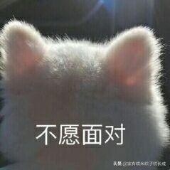 被猫围观的猫咪,被猫咪围观