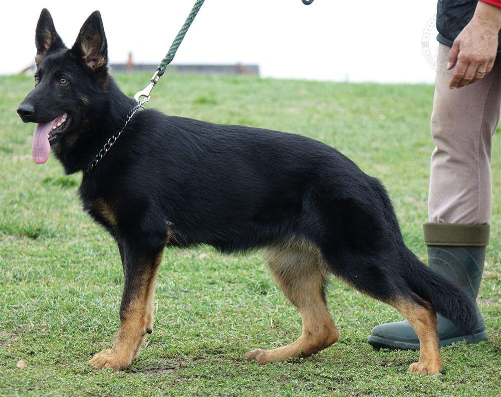 寻根问祖系列(3):德国牧羊犬(GermanShepherddog)