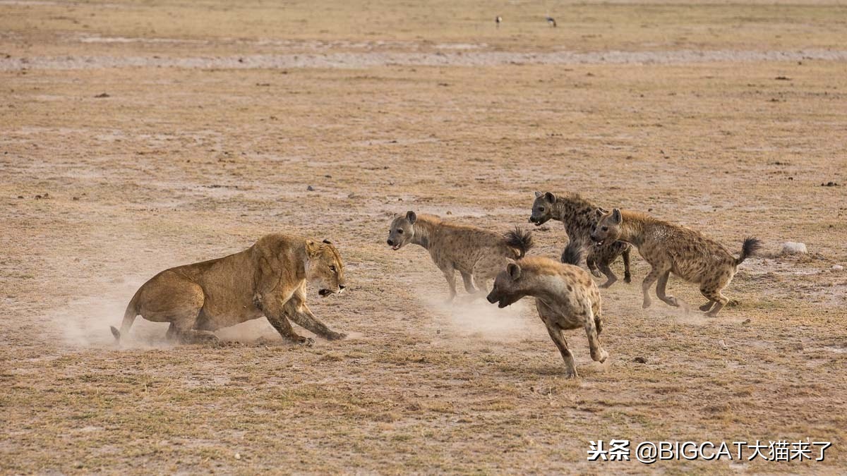 狮虎兽与史前猫科对比,比老虎还壮的史前猫科动物
