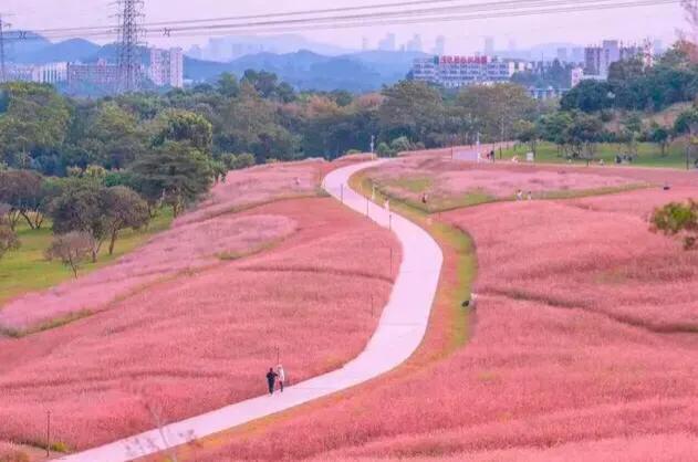 深圳花海公园地址在哪里,深圳中心河公园花海