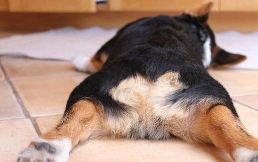 养狗的人怎么去除家里的狗味,养狗家里有异味怎么除去