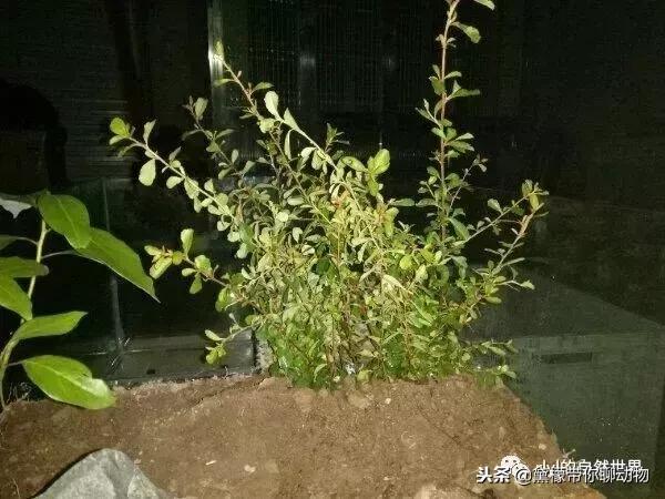 丛林造景黄缘龟池设计图大全,龟宝宝黄缘龟生态缸造景教程