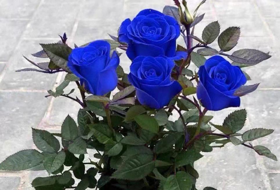 看到这10种花就买好养漂亮不怕冷,碰到这几种花千万别扔