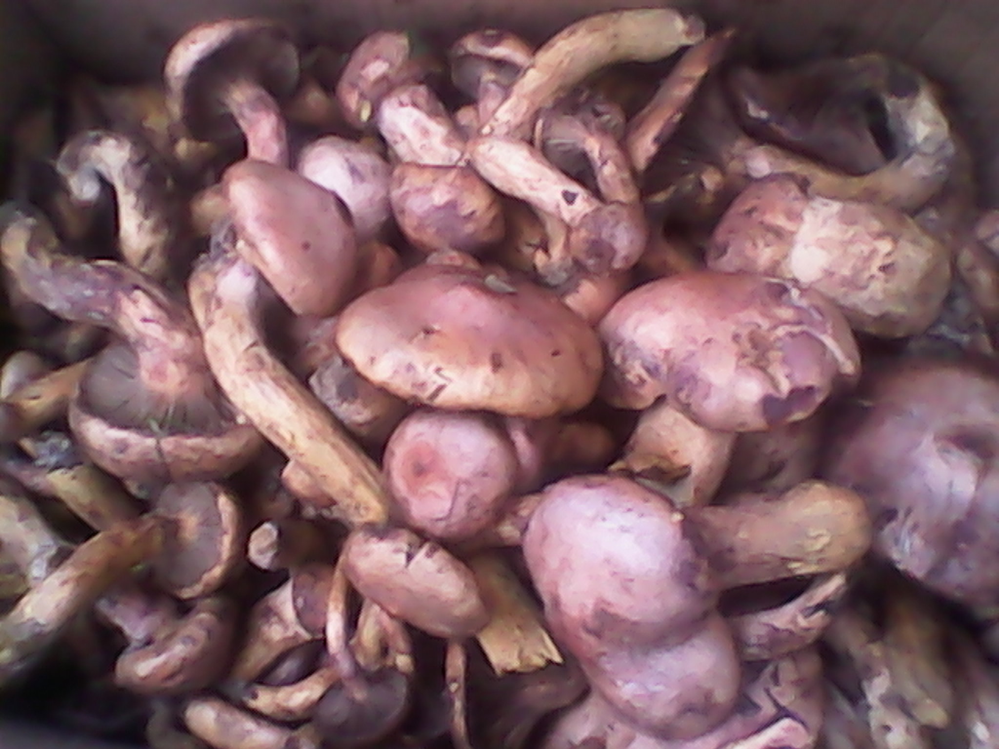 最好爬、闹市区、景色奇、有野猴—野游户外-5