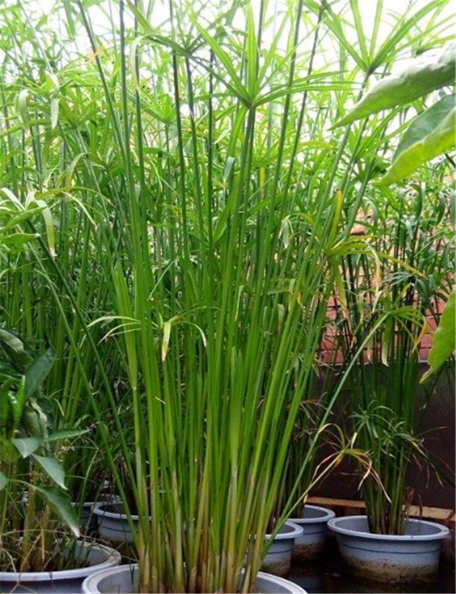 水培水竹黄叶是什么原因引起的,新买水竹怎么培养才不会黄叶