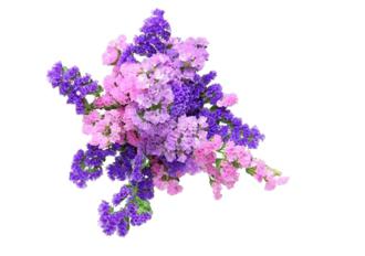 chantelle香娜露儿羊胎素4件套,香娜露儿羊胎素面霜