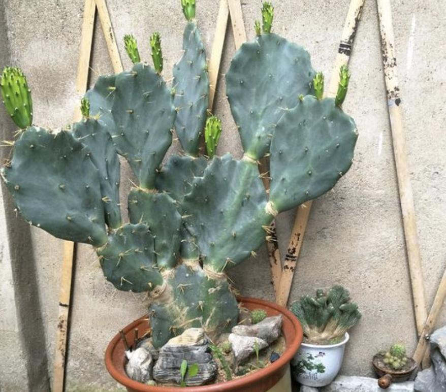 家里万万别傻傻养这3种花,家里养4种花高贵优雅一养就上瘾