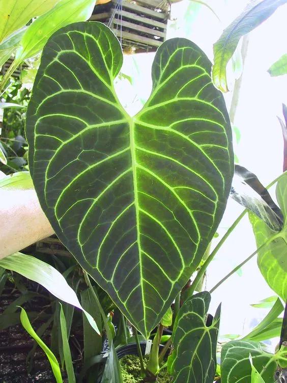 10片叶子的绿植,室内绿植盆栽一元