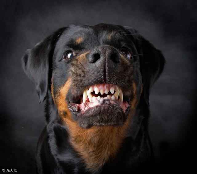 卡斯罗和罗威纳哪个适合家庭犬,帅气的罗威纳