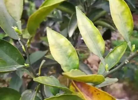 柑橘叶片发黄是什么原因引起的,柑橘落叶叶片发黄主要是根系不好