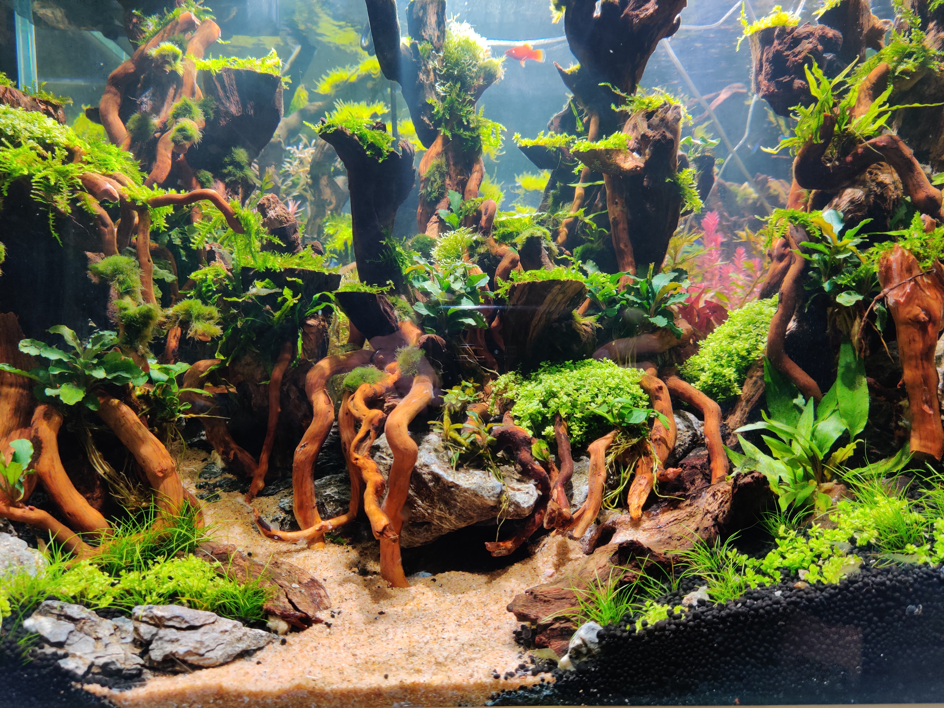 水草为什么会烂叶坏根,水草缸的水草怎样才能养好活